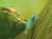 ブルーの画像