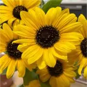 FLOWER セール開催中の画像