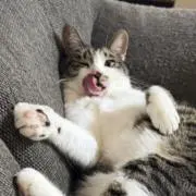 チロル
