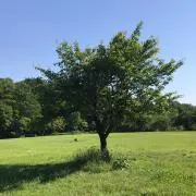 ロク☆の画像