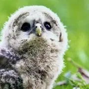 あん