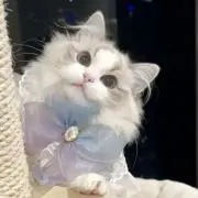 ゆゆゆの画像