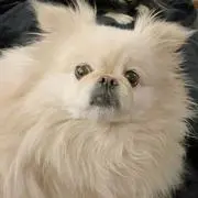 ぽんぽん