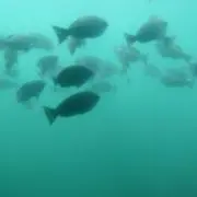 まるぴょんの画像