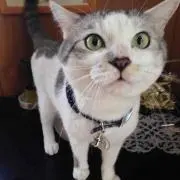 カノの画像