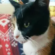 ゴテンクス