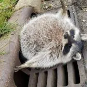 くたくたの画像