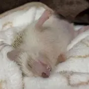 くるみの画像