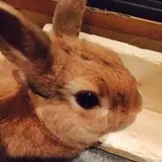 ヒメ