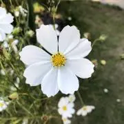 uraraの画像