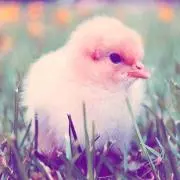 ひよこ