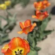 yt