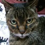 ごんしまねこの画像