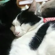 もか