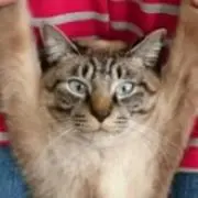 ピッコロの画像