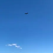 トンビの画像