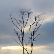 ちゃの画像