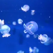 kokoの画像