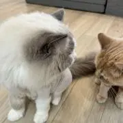 あかり