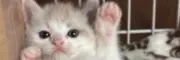 ねこ間堂
