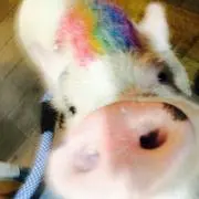 じゅーね