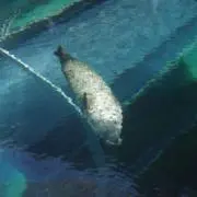 umiの画像