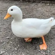 くぼの画像