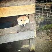 ふーちゃん
