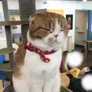 にゃんた商店■コメント割り・おまとめ割りの画像