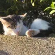 lily♪の画像