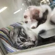 いちの画像