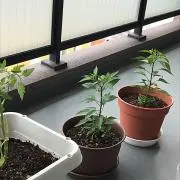 maru-chanの画像