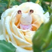 YUL ◆ご購入前プロフご覧下さい◆の画像