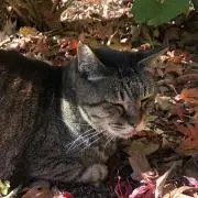 オカドーの画像