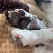 おうどんの画像