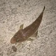 ハマ
