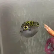 pochomプロフ必読(*ᴗˬᴗ)の画像