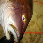 ヒロ