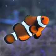まるの画像