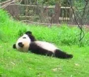 PANDAの画像