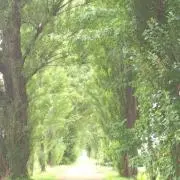 ぴーの画像