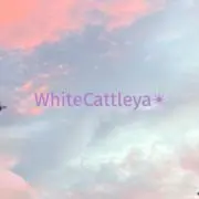 White Cattleya