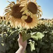 H♡の画像