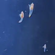 Sioの画像