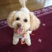 はぴはぴるあな