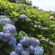 Chanの画像