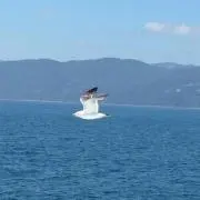 カモメ