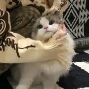 yukiの画像