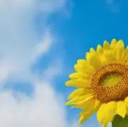 ナツ
