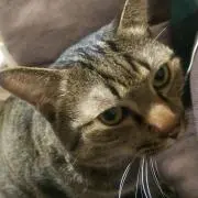 八朔
